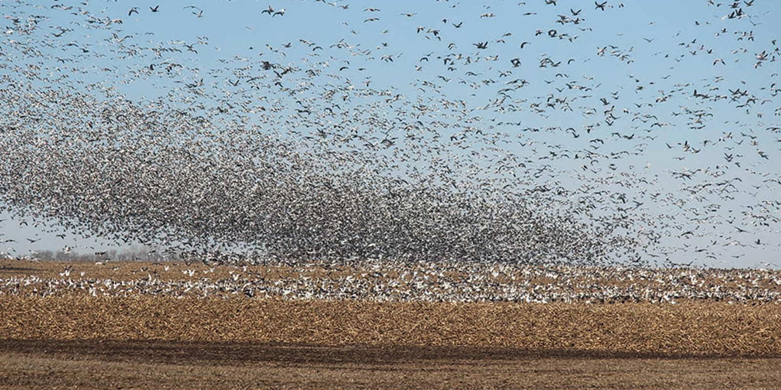 Snow Geese landing fall